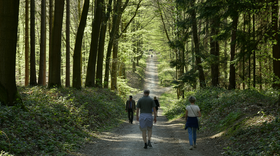 people walking through a forest on a path lined with trees and green foliage